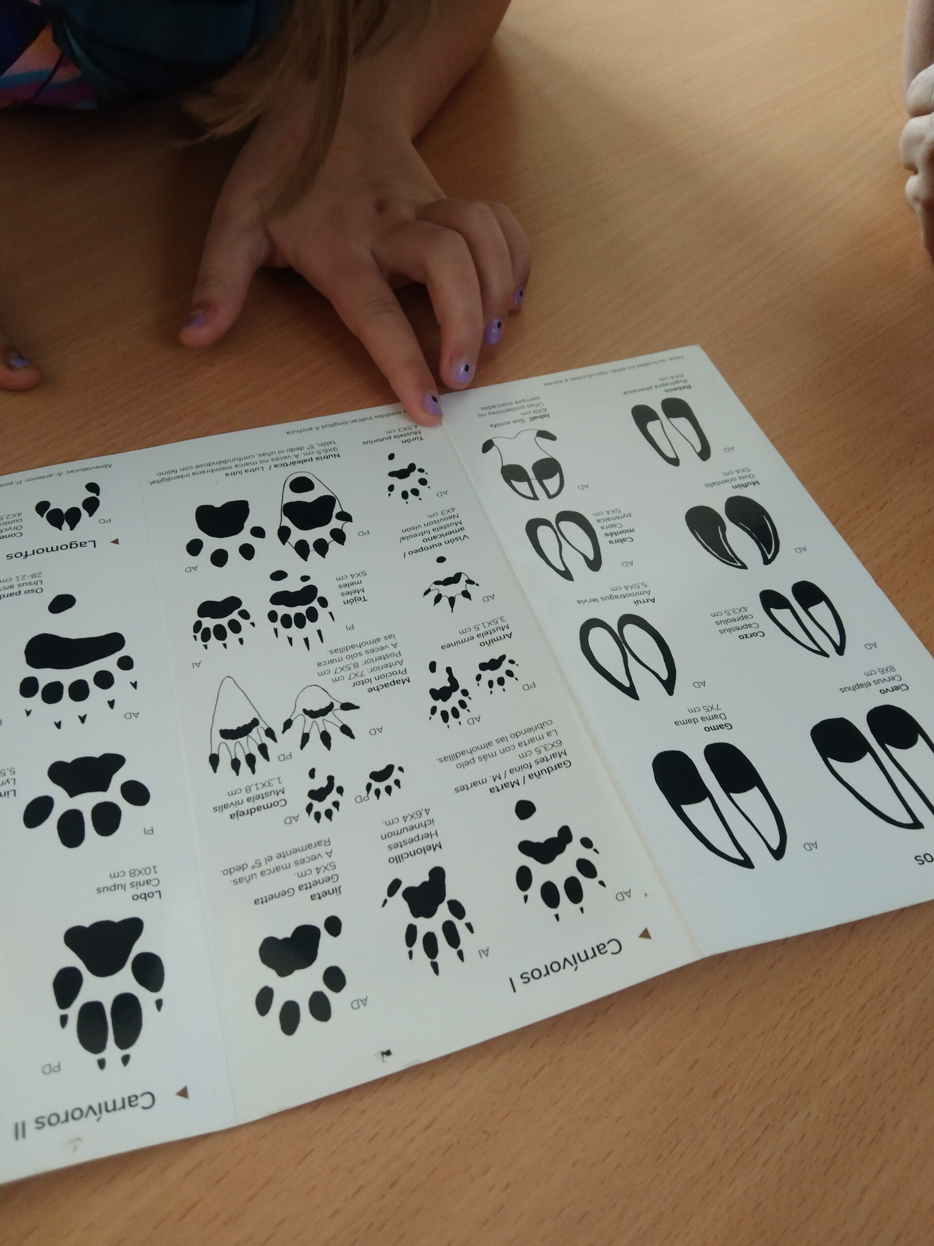 Els mamífers dels secans de Belianes-Preixana