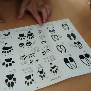 Els mamífers dels secans de Belianes-Preixana