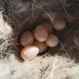 Tallers d’educació ambiental per descobrir i estimar la natura